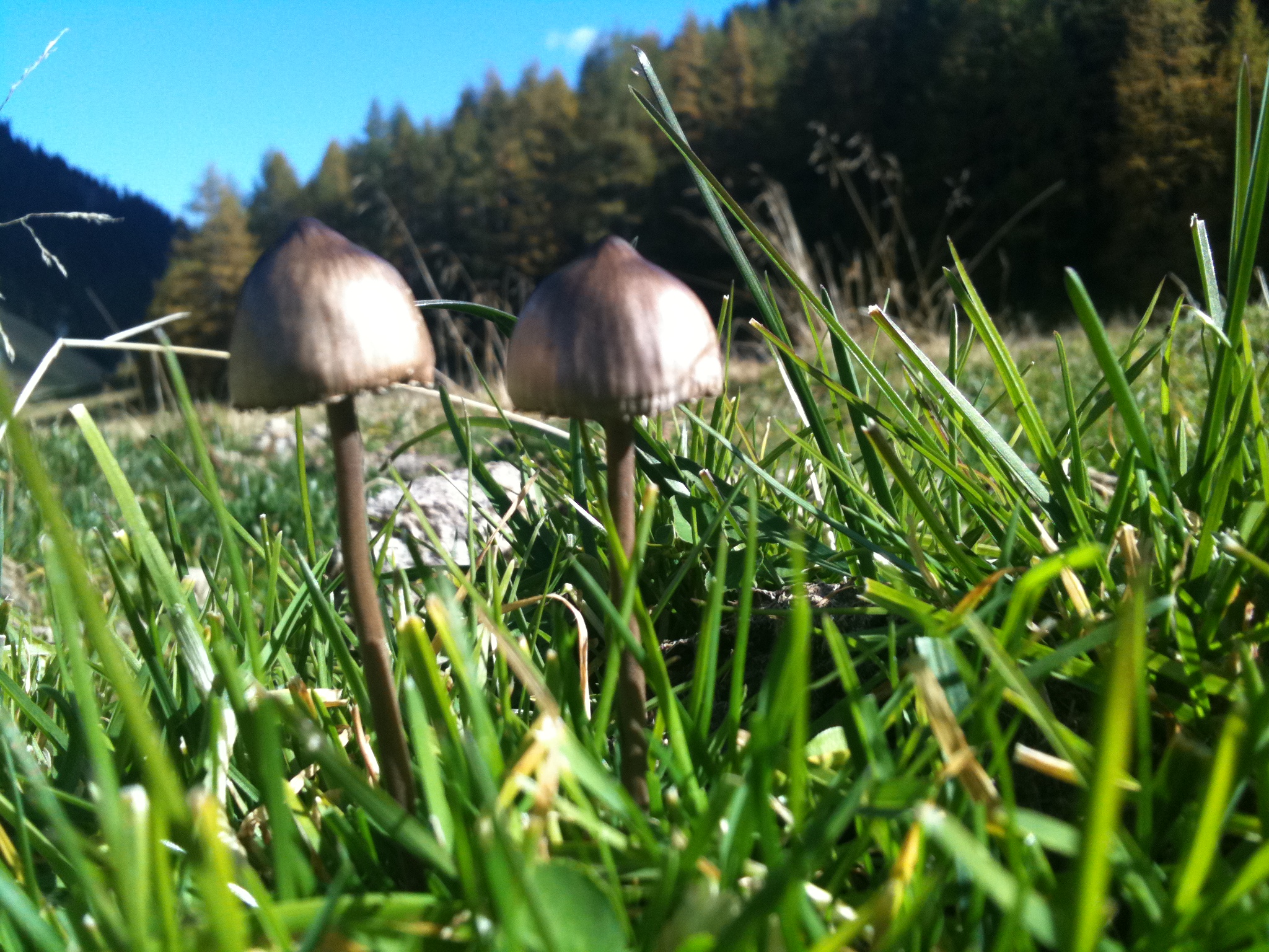 Panaeolus sphinctrinus